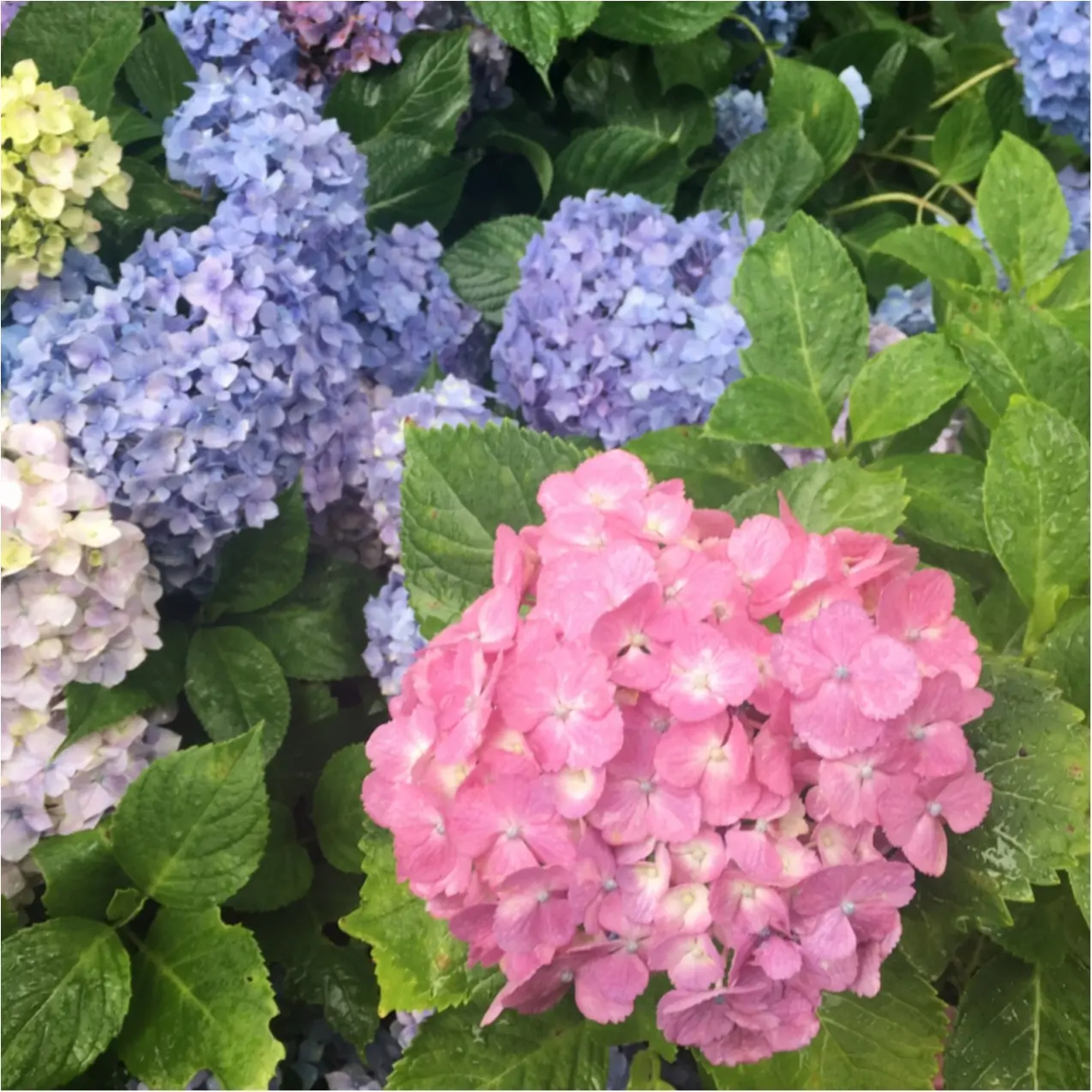 梅雨の時期に見たい♪紫陽花の名所へおでかけ…*見つけたハートの紫陽花♡_4