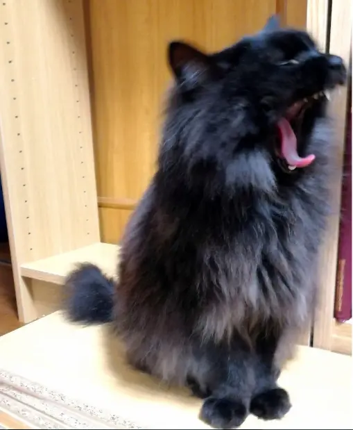 【今月のにゃんこ】長毛のミックス猫・ゆらちゃんの無防備な瞬間5選♡_2