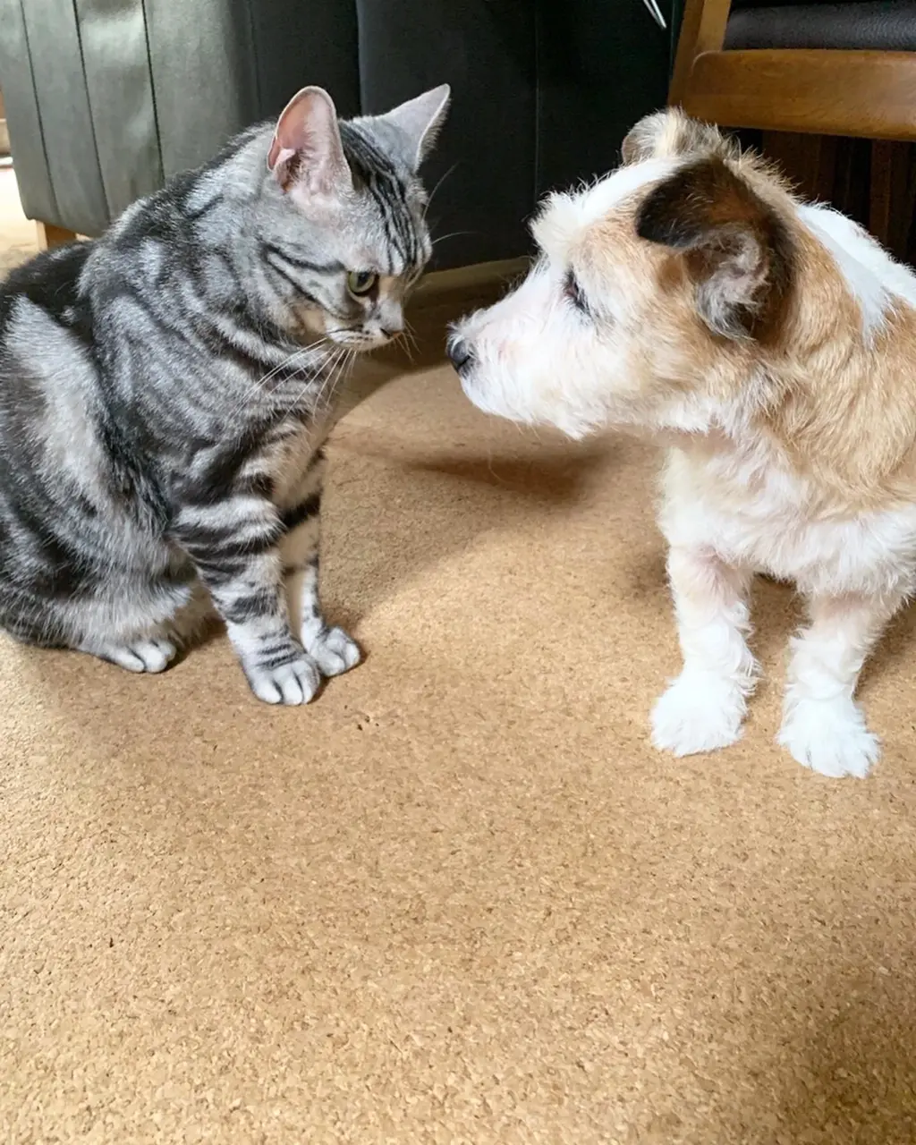 【今日のにゃんこ】ソラくん、お友達との再会に緊張の様子_1
