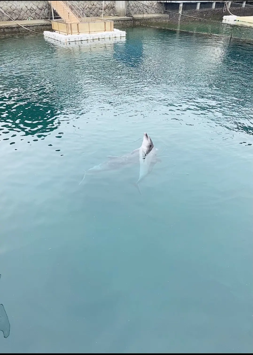 【静岡沼津市】に来たら行ってみて!《伊豆・三津シーパラダイス》は大人も楽しめる水族館☆_6