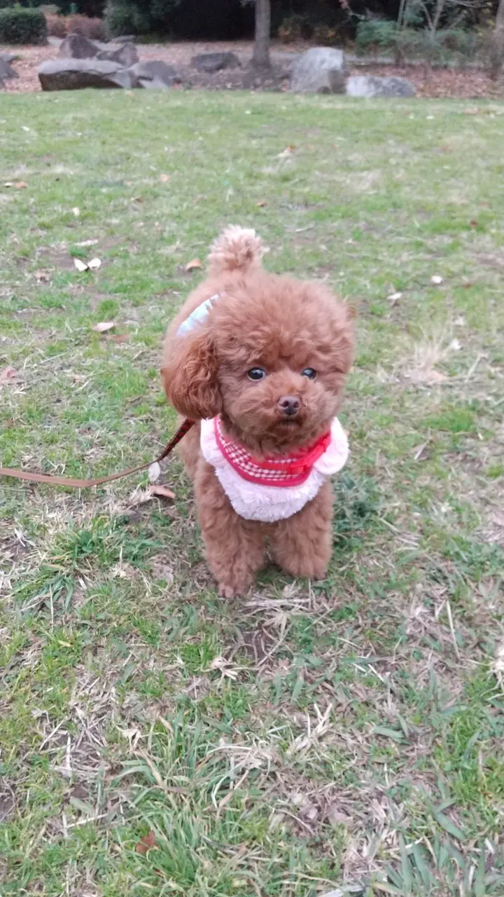 【今日のわんこ】芝生の公園に遊びにきた! テテちゃん_1