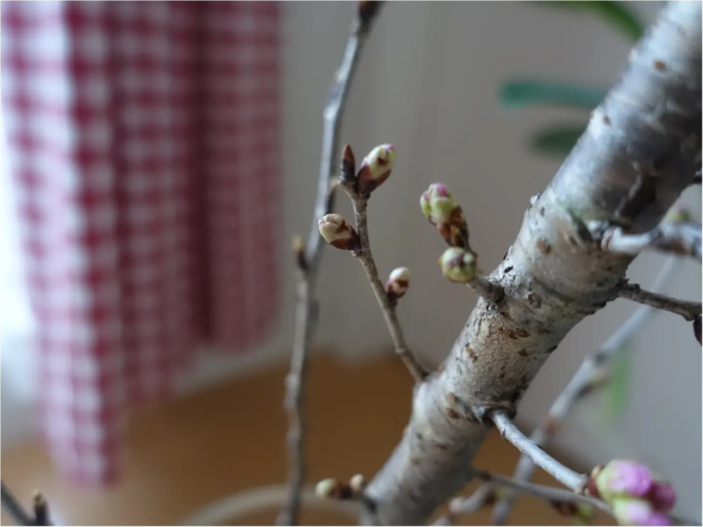 《花のある生活》一足お先に、お花見はいかが??自宅で出来るお花見はなんとワンコインで!_3