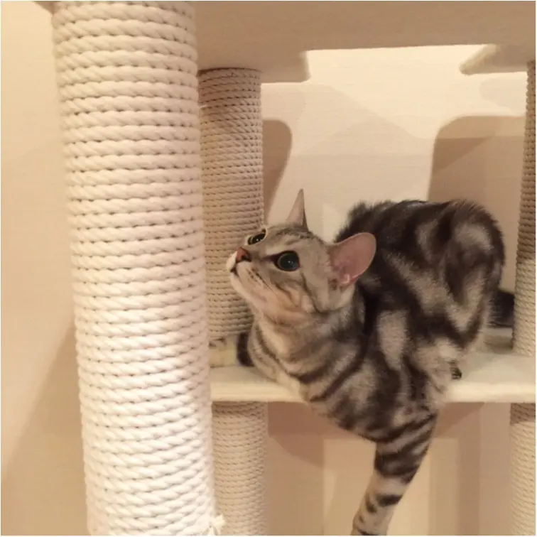 【今日のにゃんこ】お耳がピコン♡ 音には敏感なアランくん!_1