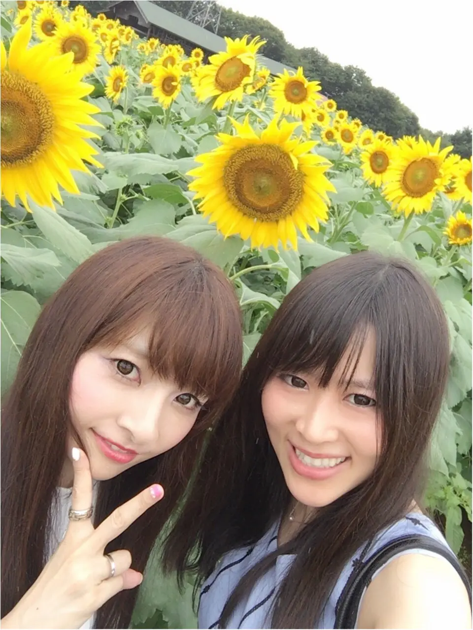 ♡【都内から1時間ちょっと】ひまわり畑見てきたよー♡モアハピ◡̈のぞみ♡_4
