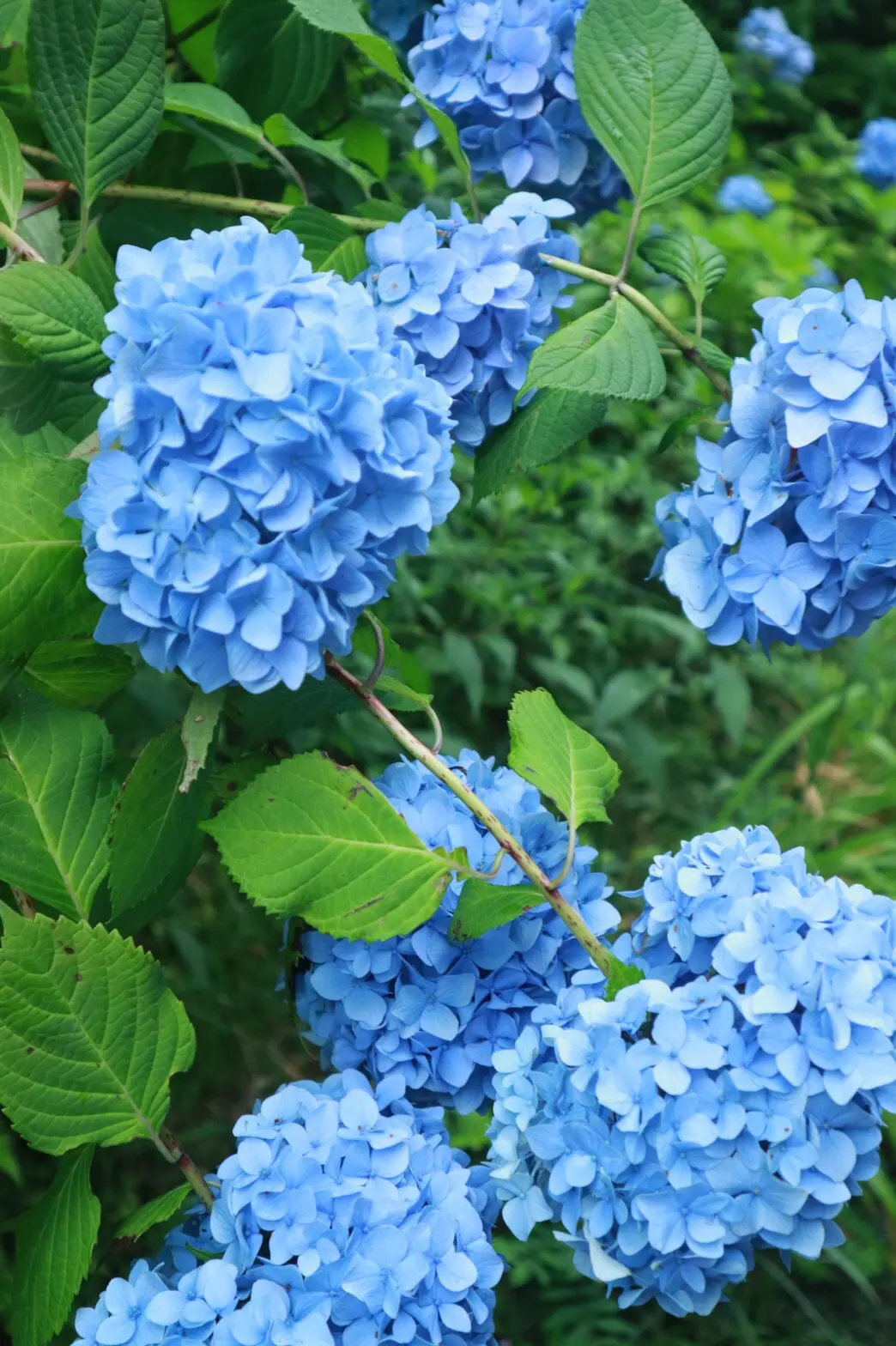 夏着物で鎌倉女子旅♡ 紫陽花がとっても綺麗でした♡_6