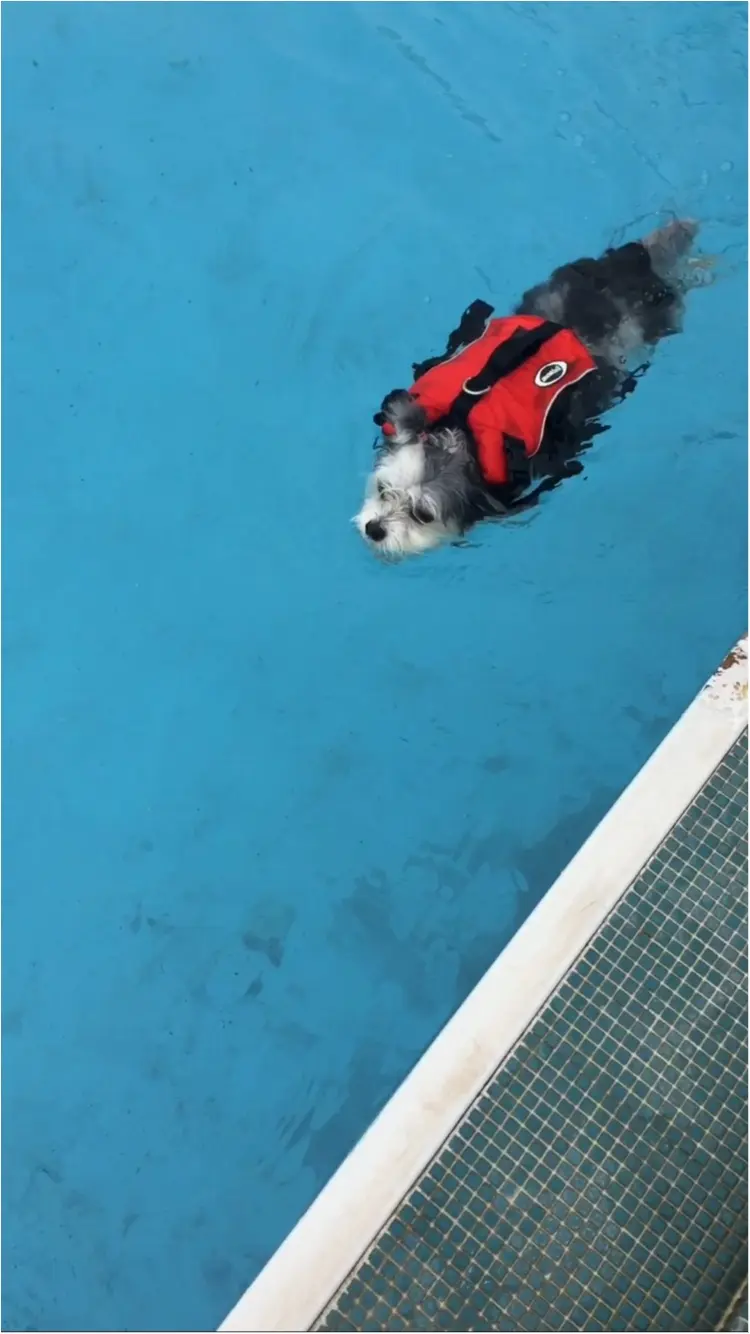 【今日のわんこ】暑い日はプールに限る♡ 太郎くんが水泳姿を披露_1