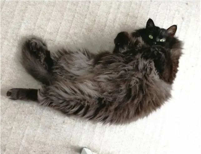 【今月のにゃんこ】長毛のミックス猫・ゆらちゃんの無防備な瞬間5選♡_3