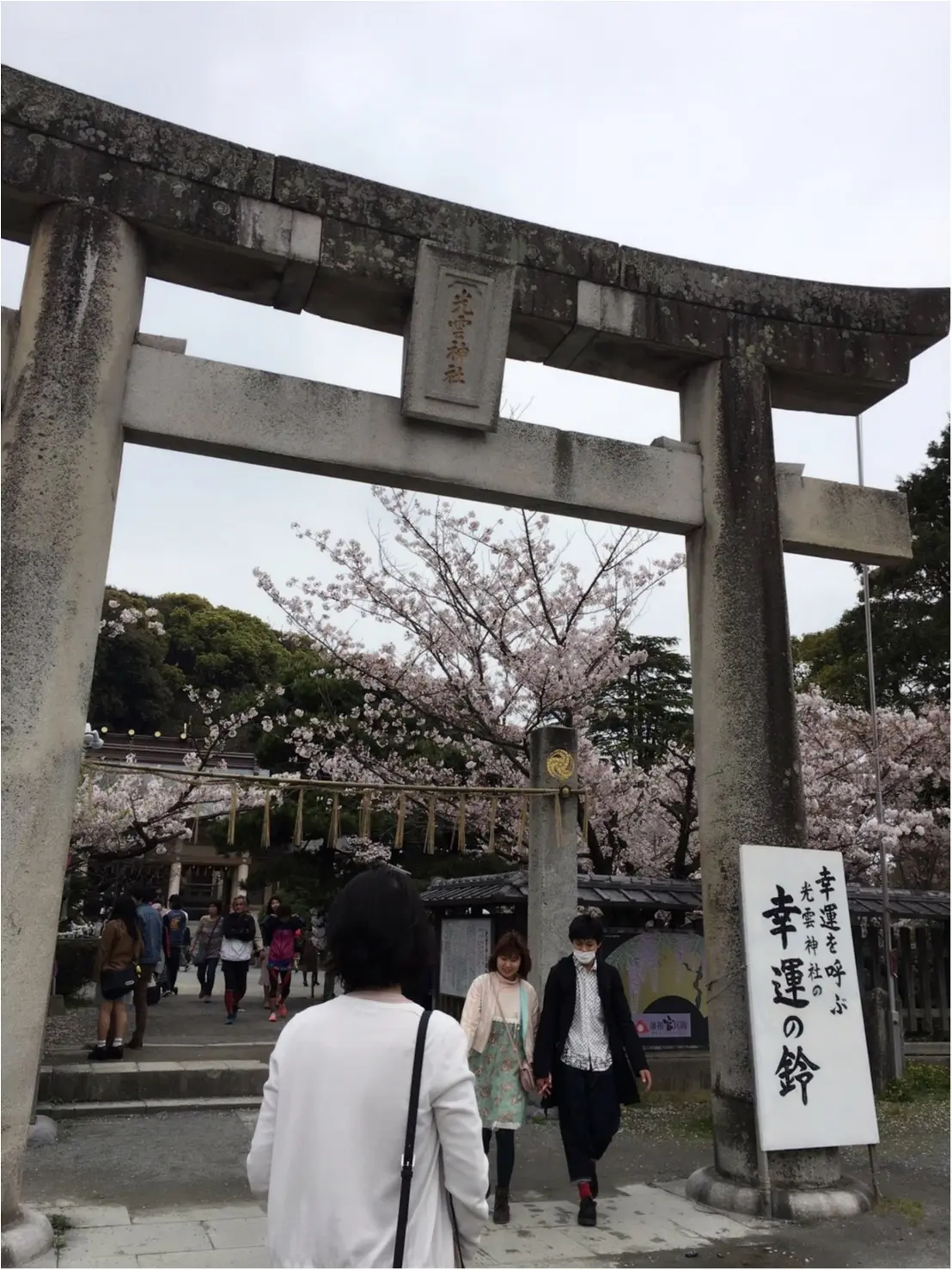 《公園はしご旅》in 福岡 今が見頃!とっておきの桜スポットをご紹介!!_4