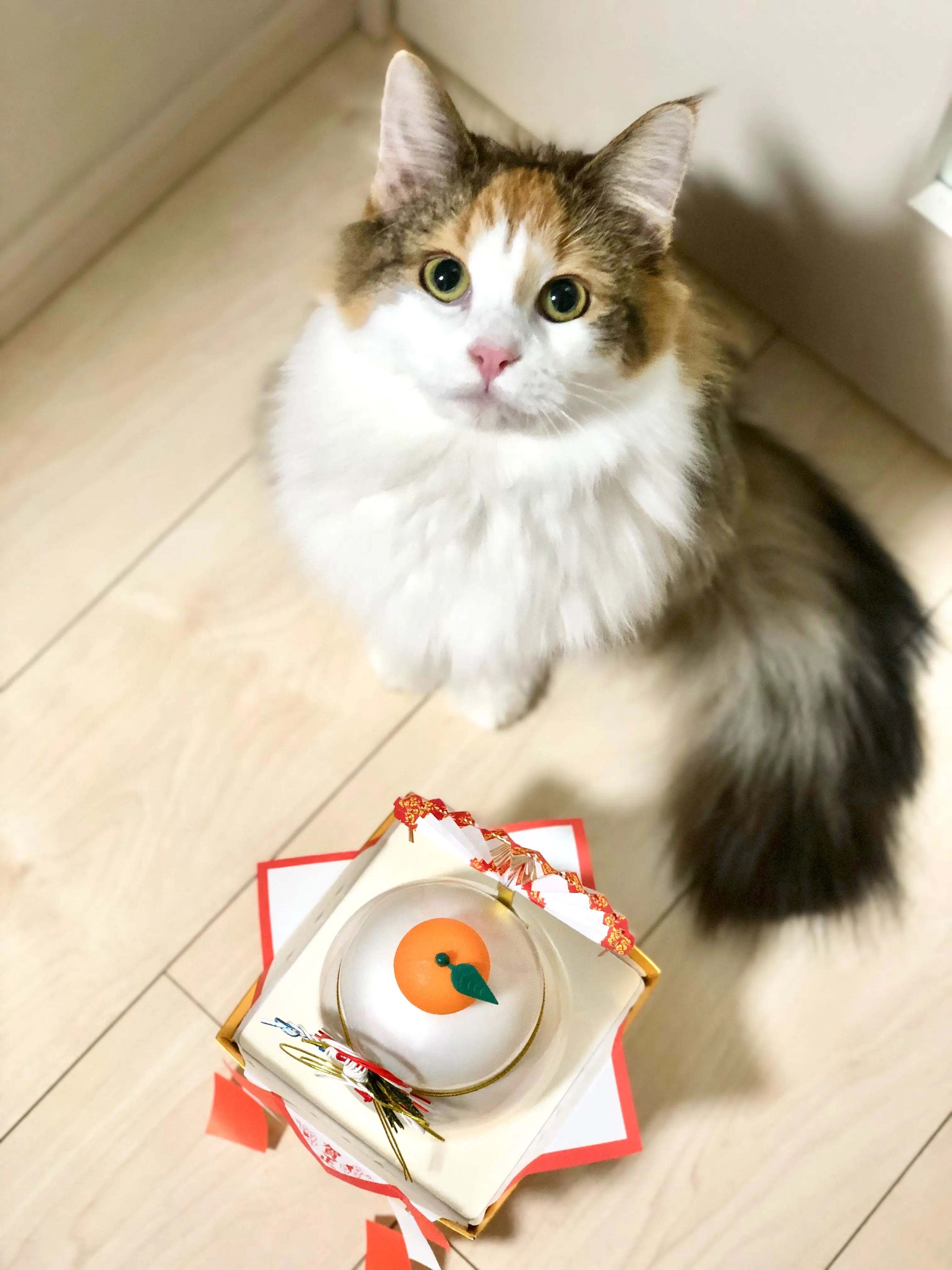 【今日のにゃんこ】万里ちゃんのお正月の思い出ショットはこれ♪_1