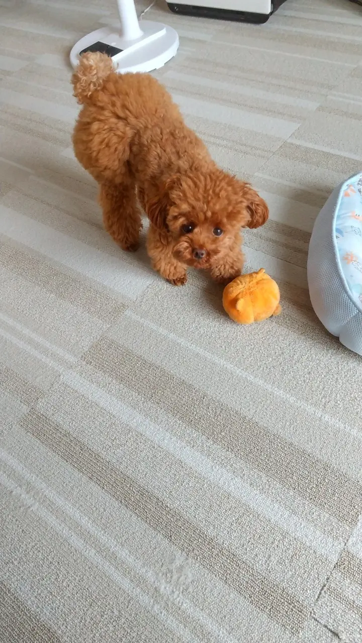 【今日のわんこ】テテちゃん、上目遣いで遊んで! と誘惑中_1