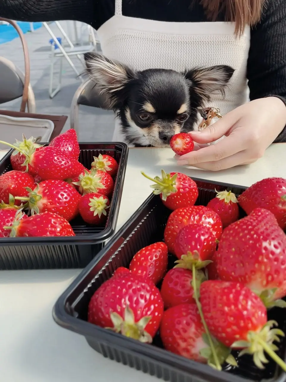 【おすすめいちごスイーツ】関東圏内のいちご狩りで春の贅沢食べ放題_4