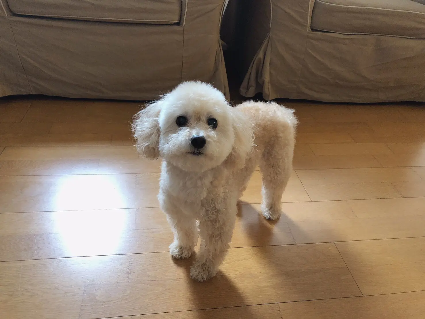 【今日のわんこ】遊ぶの大好き! わんぱくなトイプードルのシフォンちゃん、現る_1