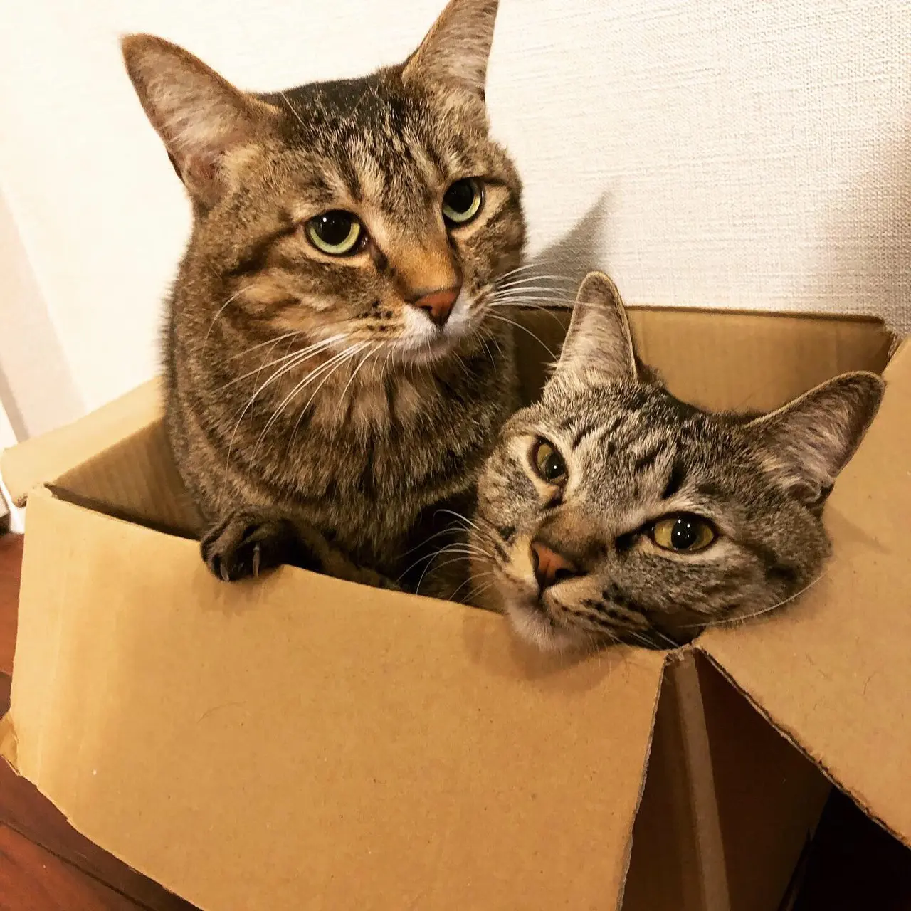 雑種猫・がんくんとサンちゃんが1つのダンボールに入っている様子