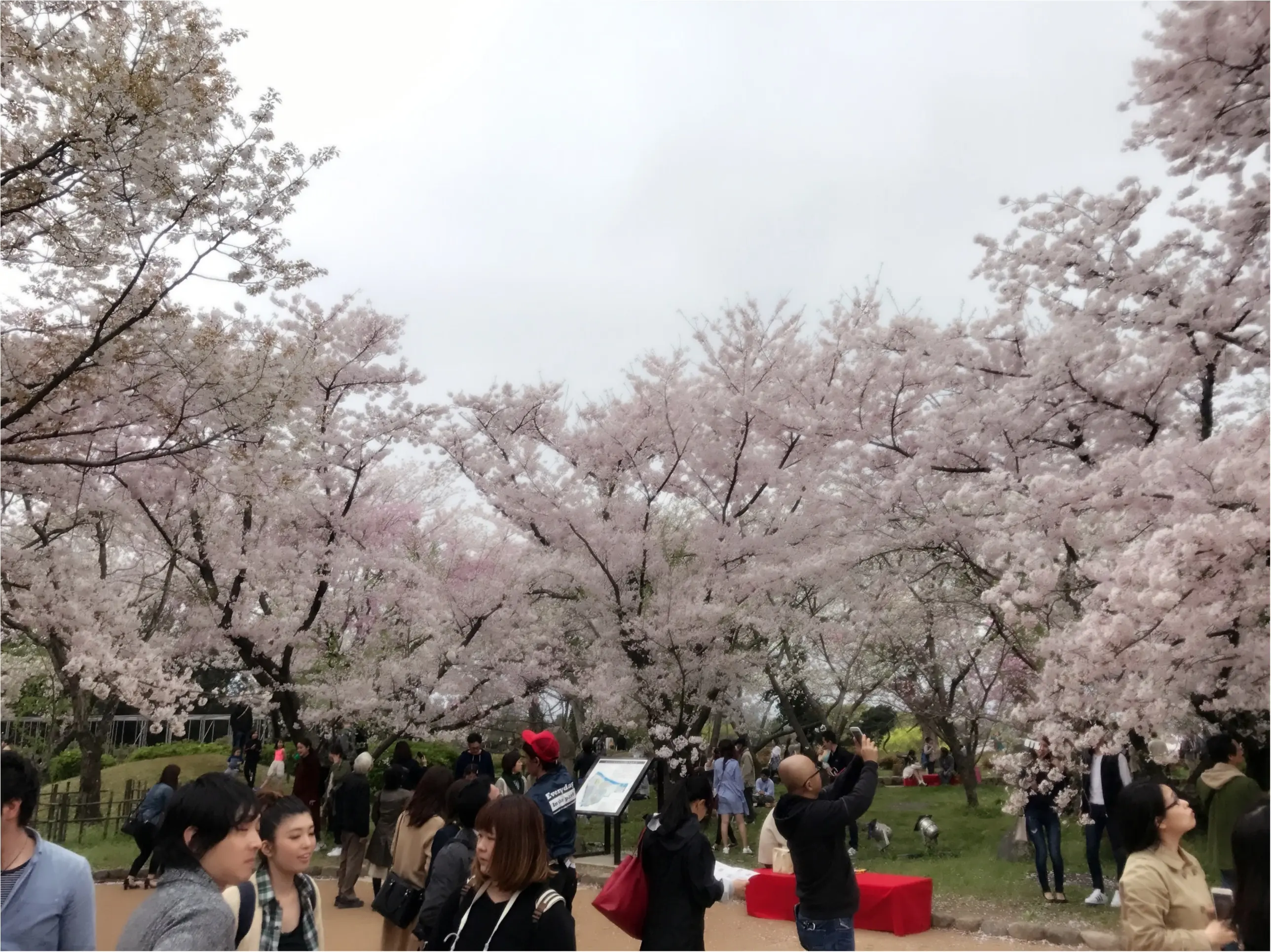 《公園はしご旅》in 福岡 今が見頃!とっておきの桜スポットをご紹介!!_9
