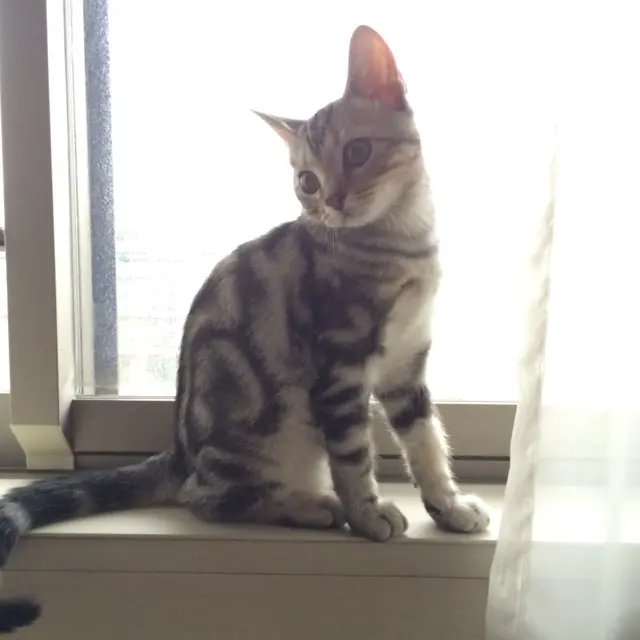 本日のにゃんこ アランくん アメリカンショートヘア_1