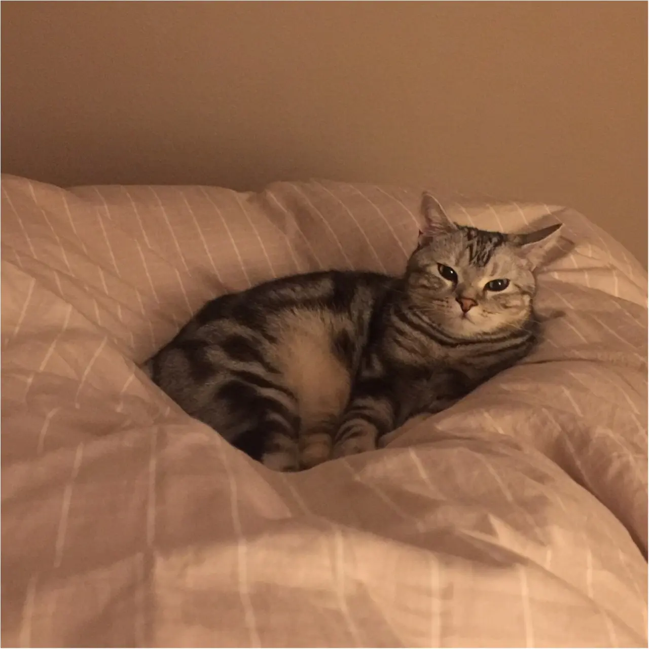 【今日のにゃんこ】もう我慢できない……! 眠たくなっちゃうアランくん_1