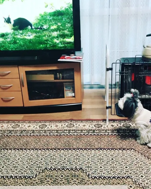 【今日のわんこ】テレビに夢中♡ な太郎くん_1