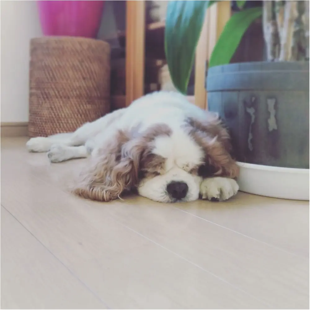 【今日のわんこ】まんまるおててが可愛い♡ ナッツくんは涼しい部屋でお昼寝中_1