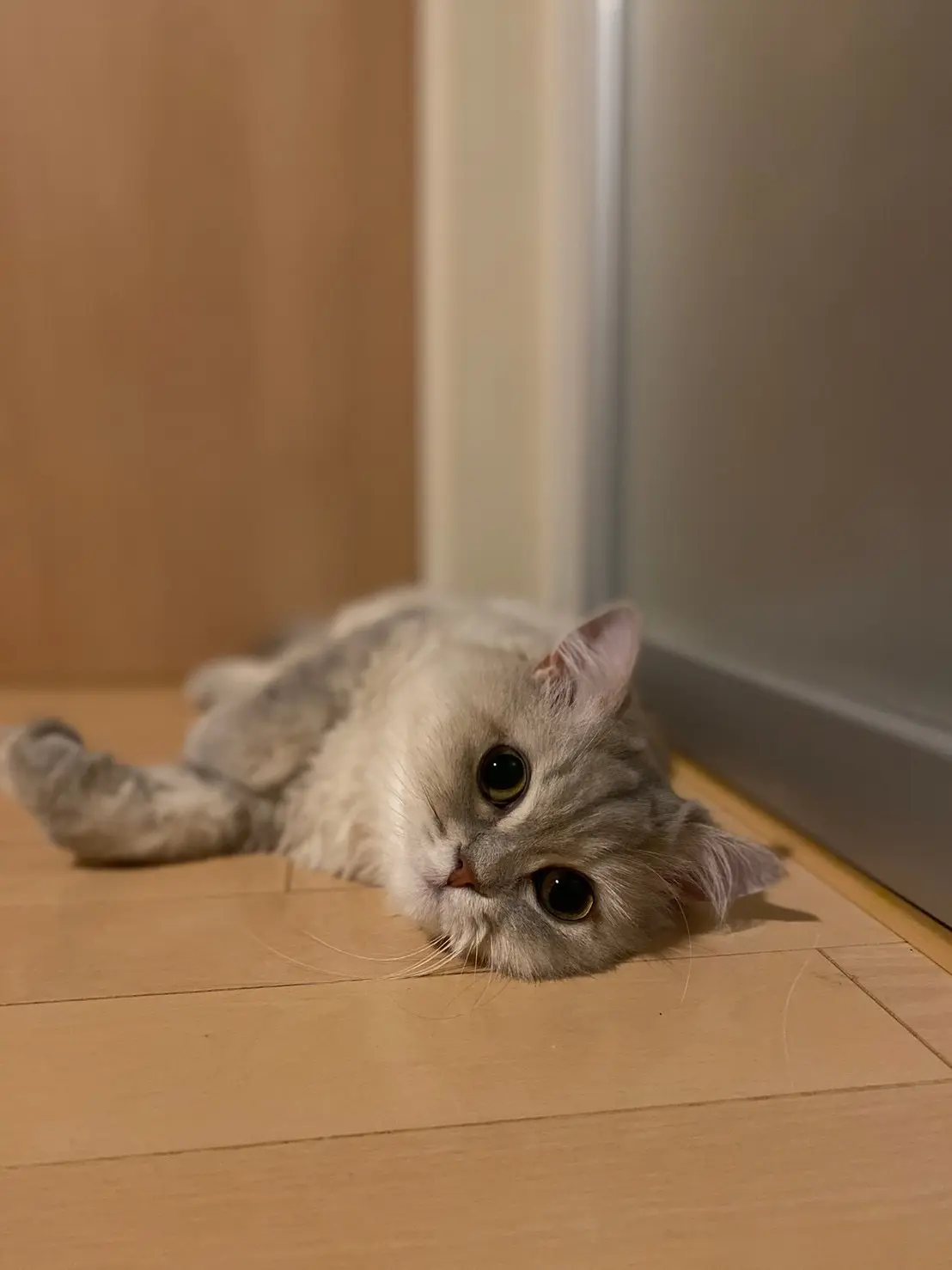床に寝転びこちらを見るココンちゃん