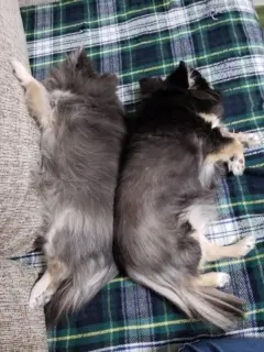 【今日のわんこ】ごんくんが寝ていると、ろろんくんが背中をくっつけてきたっ!!_1