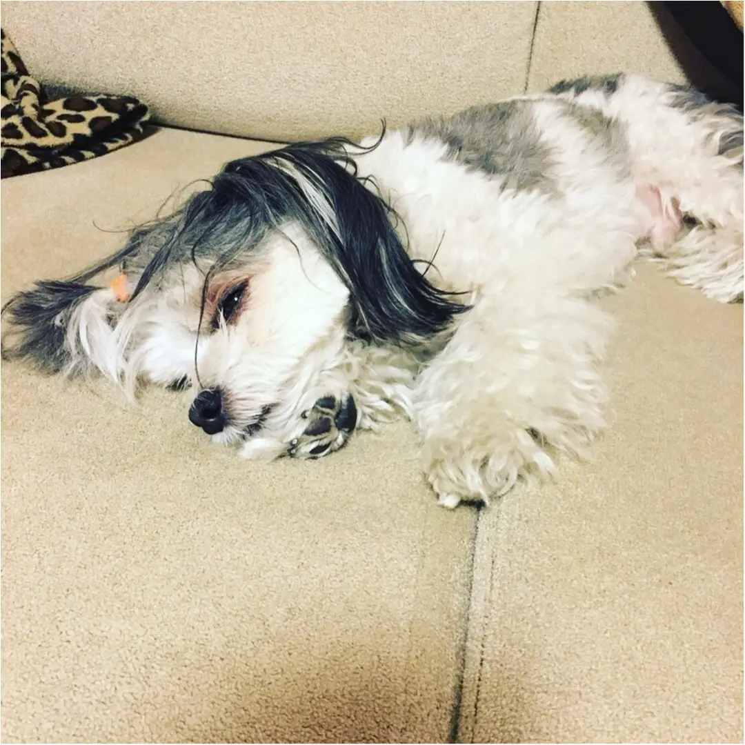 【今日のわんこ】もうだめ~! 眠くて仕方ない太郎くん_1