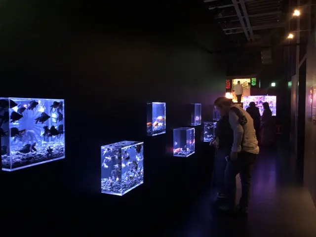 【日本橋】アートアクアリウム2019に行ってきました♡【ファンタジーの世界】_5