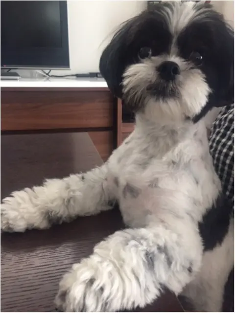 【今日のわんこ】みんな静かに! アイビーくんが、真剣に訴えていることとは?_1