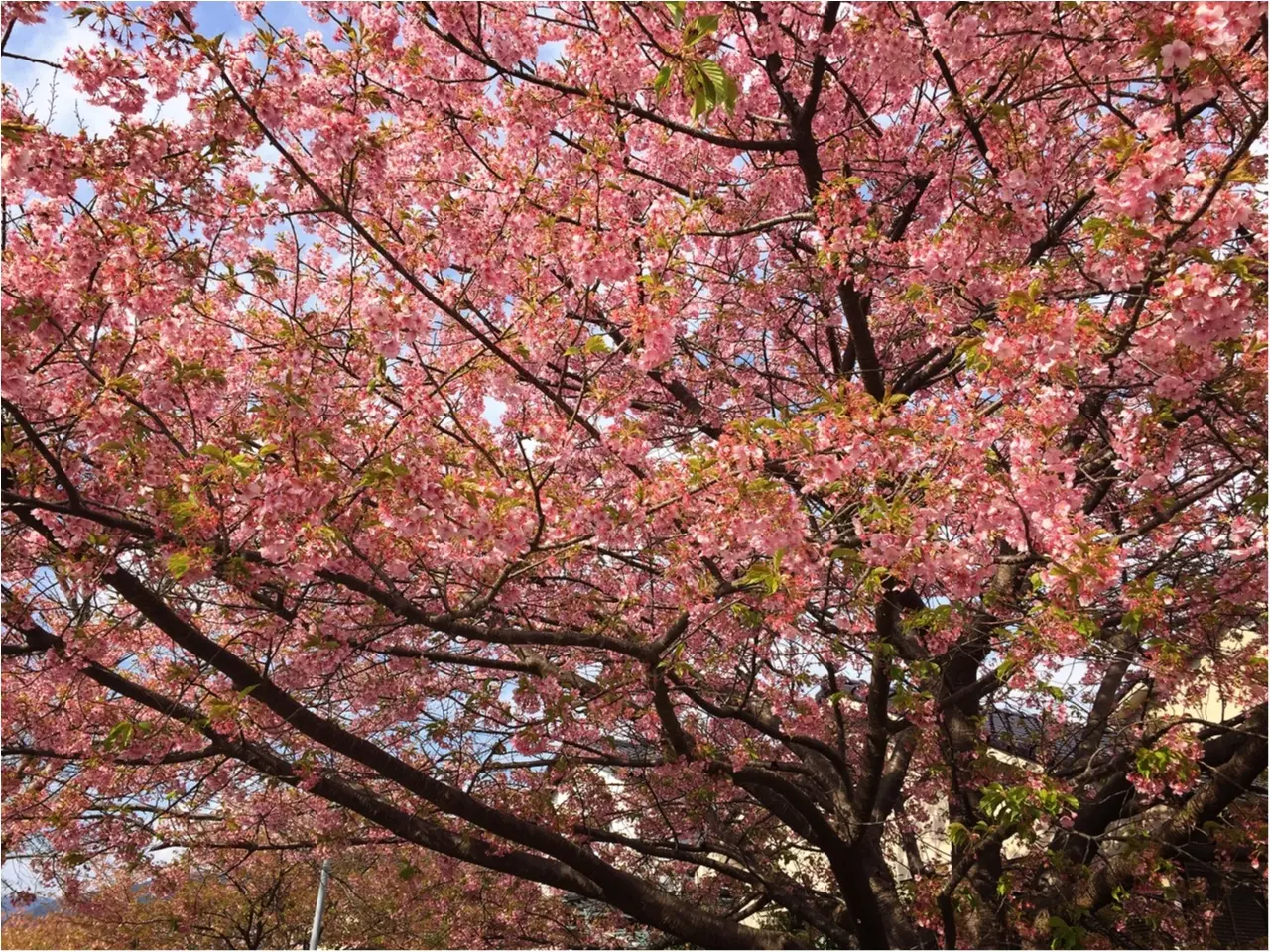 春の訪れを感じに…『河津桜まつり』へ行ってきました♡*_7