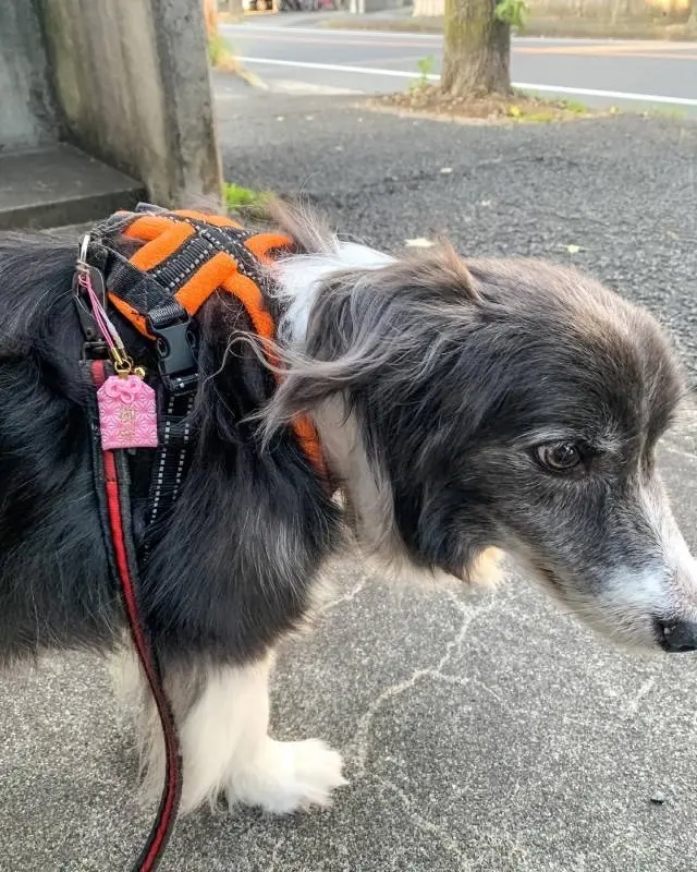 お守りがついたハーネスでお散歩をする犬・メルちゃん