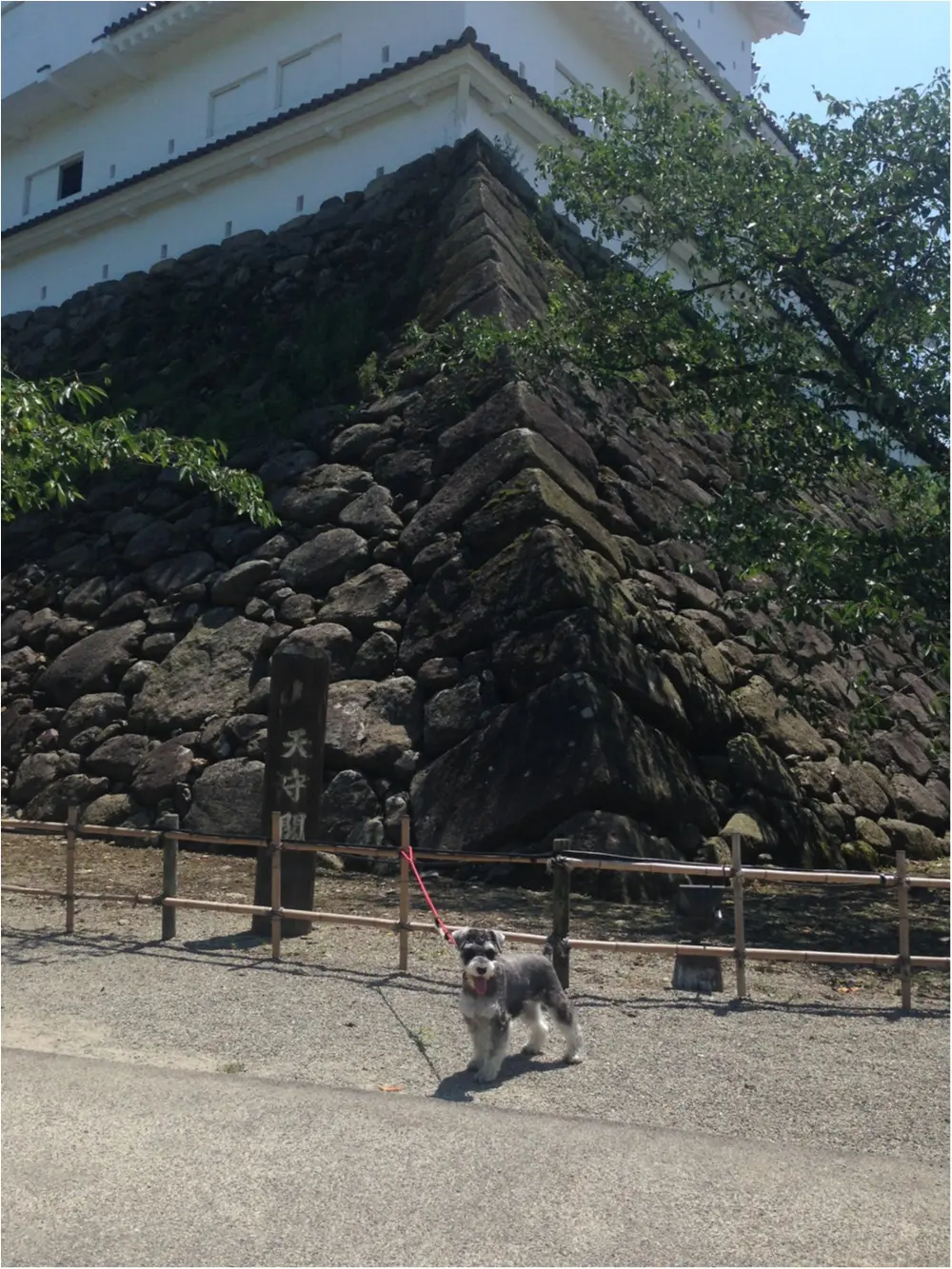 【今日のわんこ】大きくてびっくり! サクラちゃんと鶴ヶ城_1