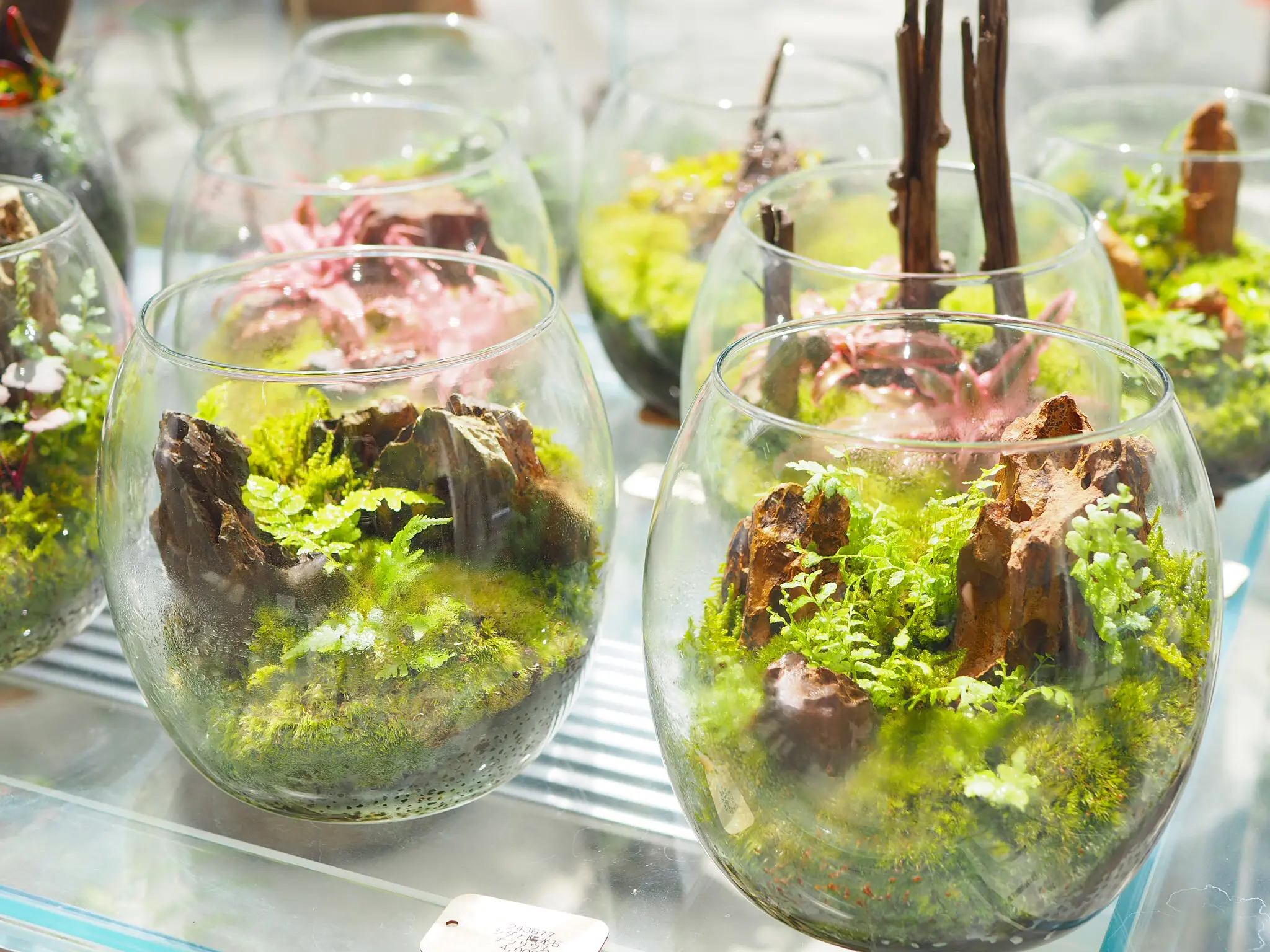 【スタバ×植物園?!】噂のスポット「HANA・BIYORI」徹底レポ!♡ 〜見どころ編〜_15
