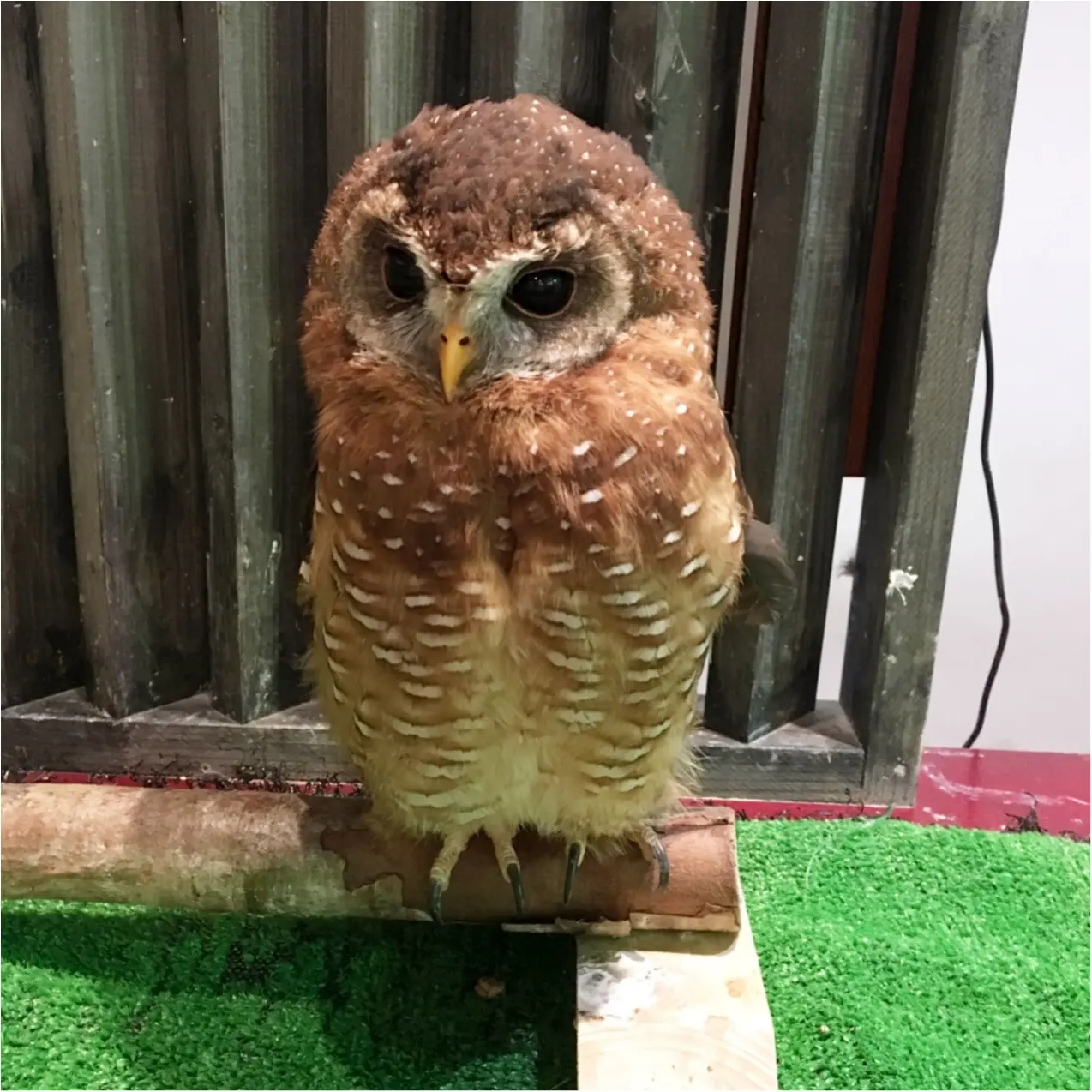 フクロウと触れ合える♡ 癒しのフクロウカフェが大人気!_4