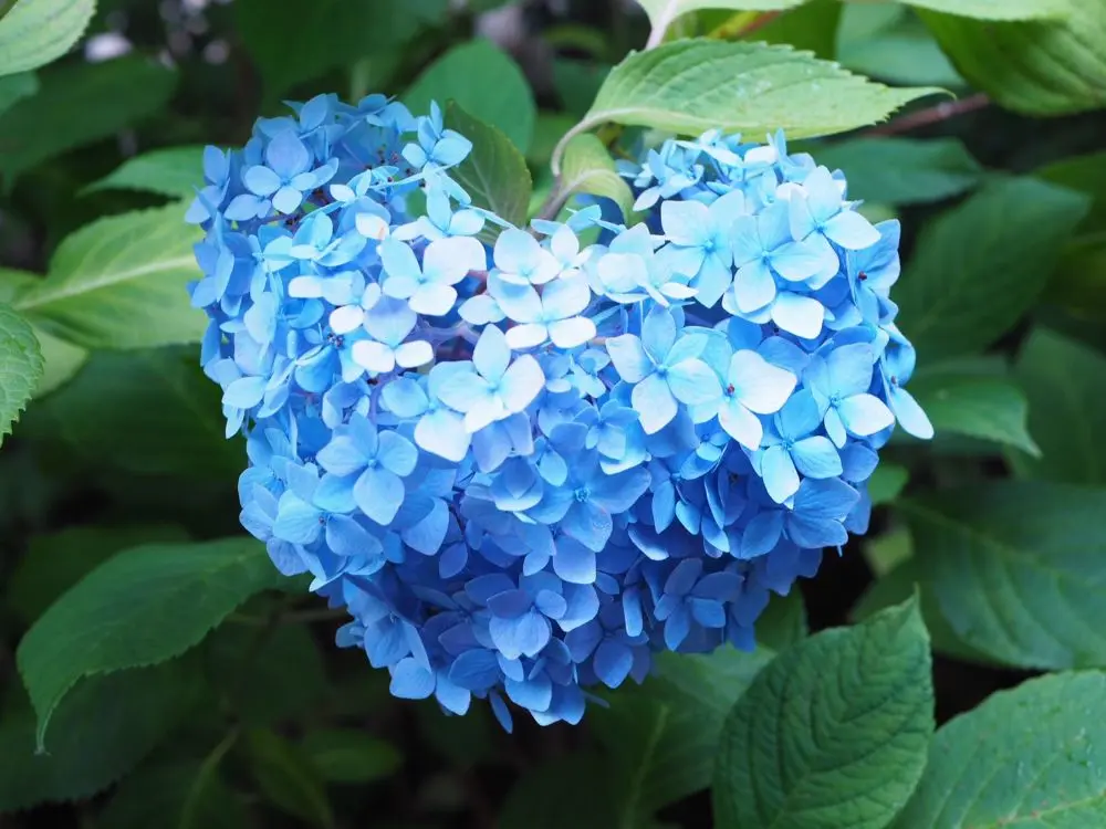 鎌倉の紫陽花名所特集 - 人気のあじさい寺「長谷寺」「名月院」などおすすめスポット_29
