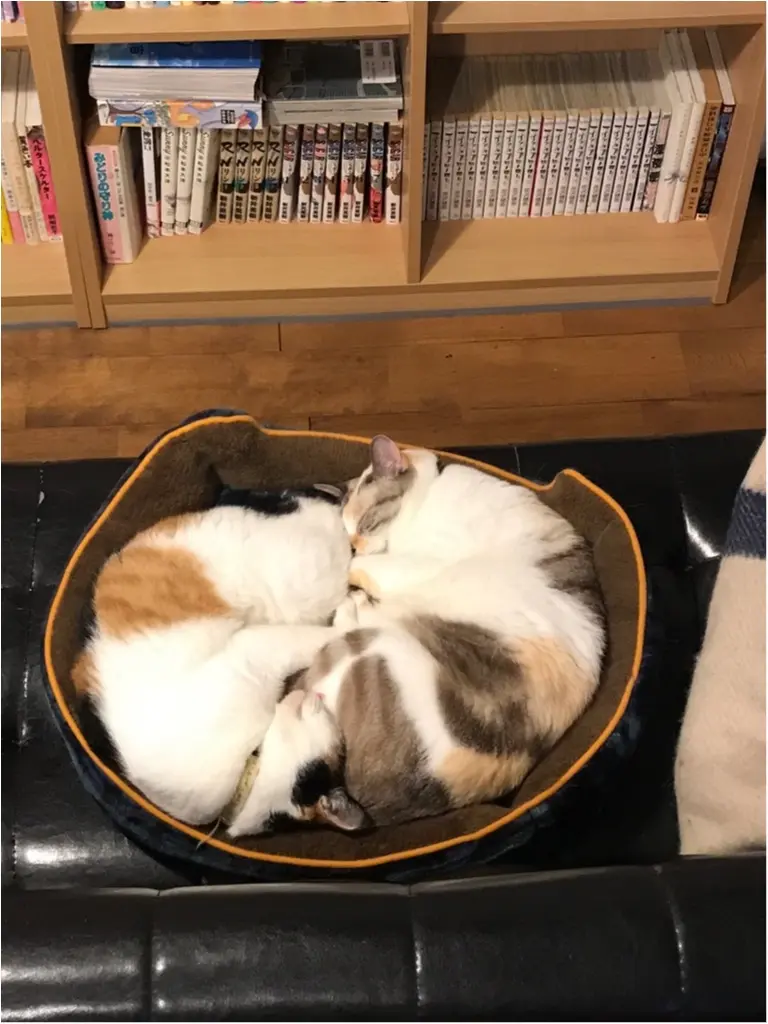 【今日のにゃんこ】ぎゅうぎゅう! ねこだんご中のちよちゃんとゆきちゃん_1