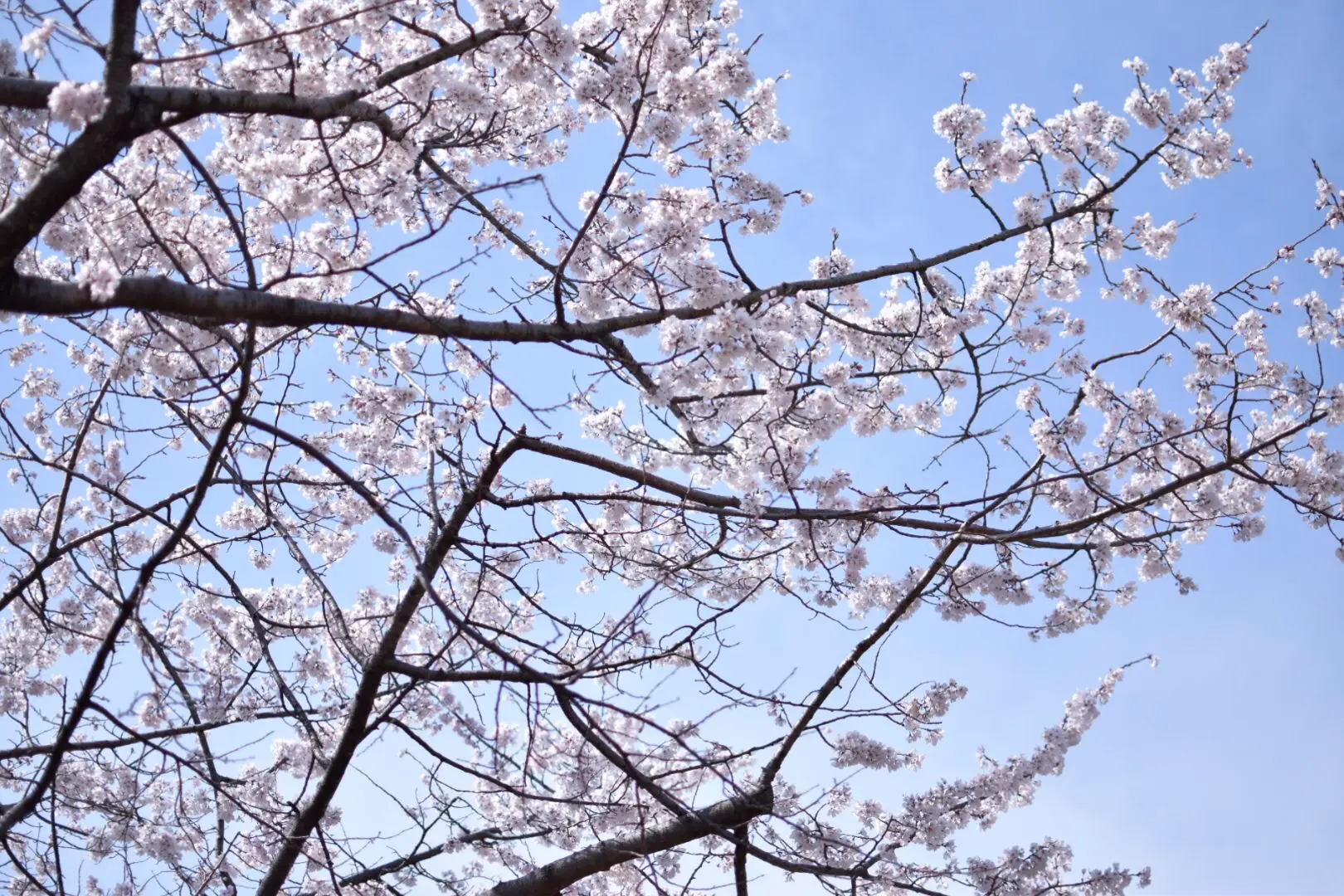 【名古屋】名古屋城でお花見!!名古屋城春まつり【桜】_3