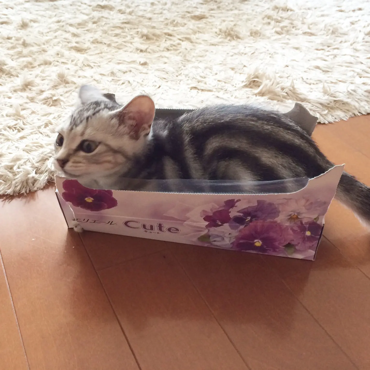 本日のにゃんこ アランくん_1