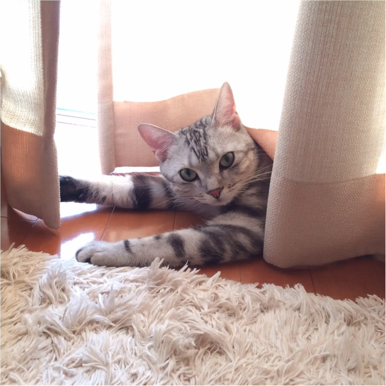 【今日のにゃんこ】ビックリ! 驚かせ上手のアランくん_1