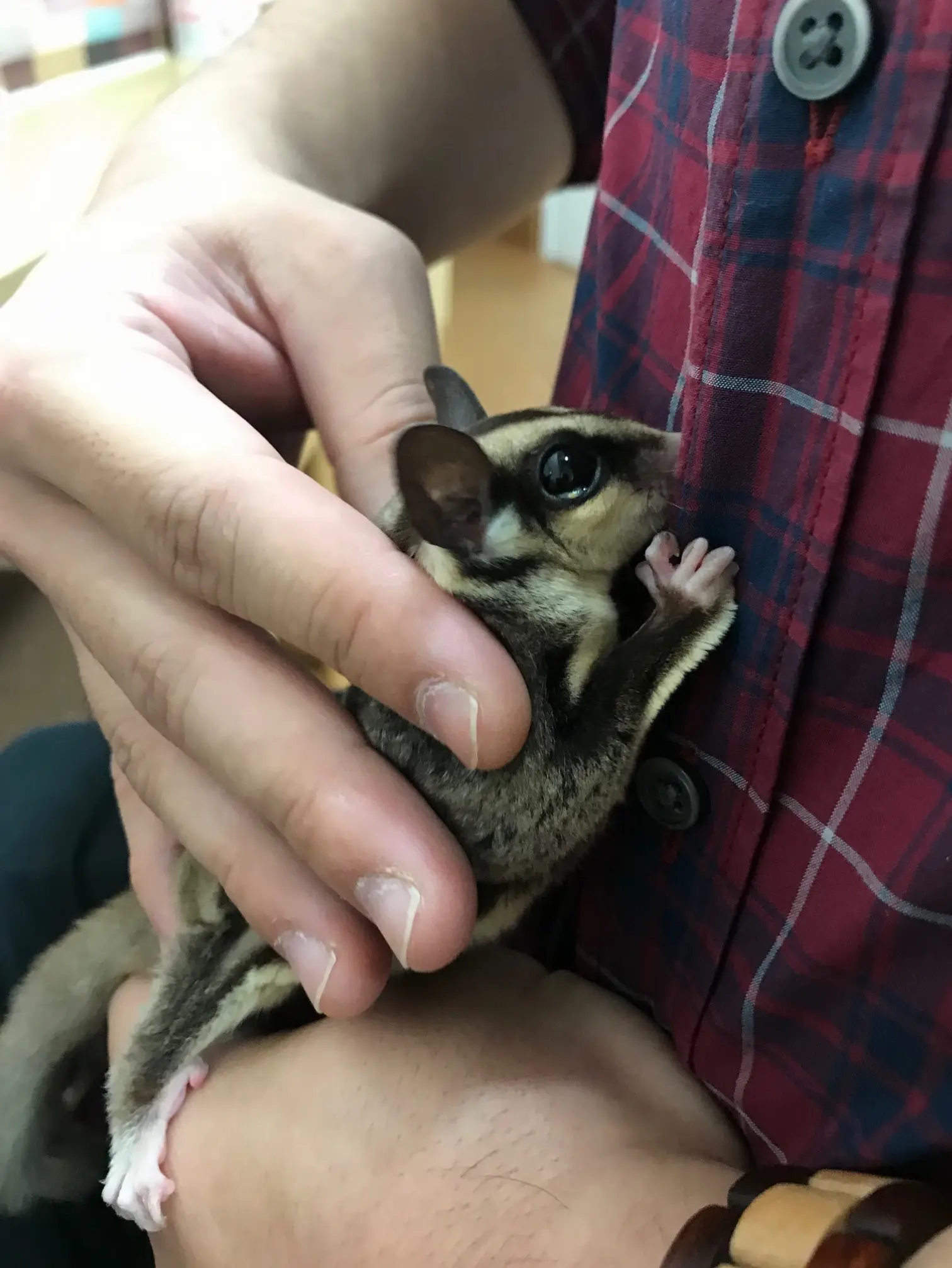 【池袋】コツメカワウソカフェに行ってきた!_3