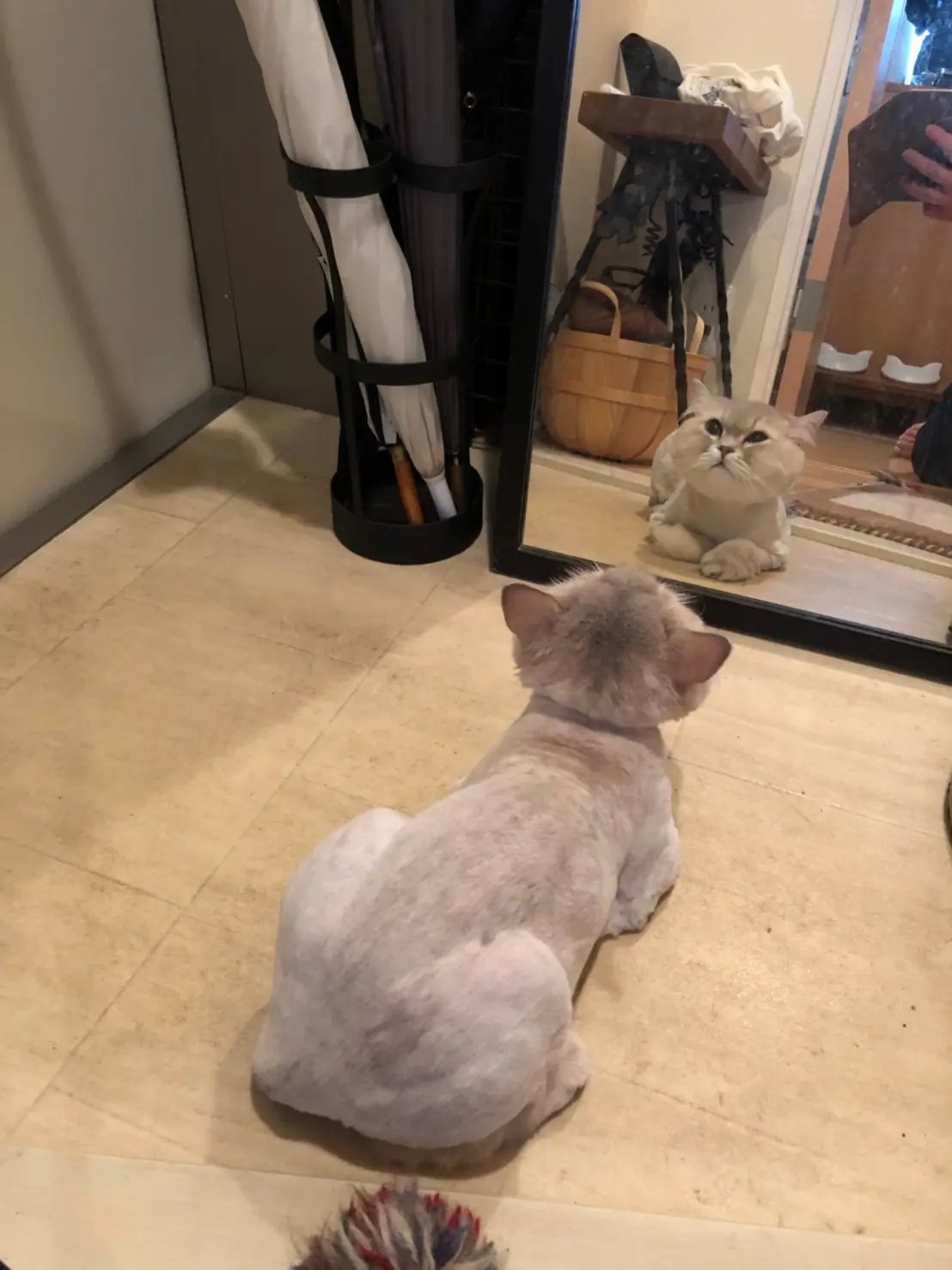 【今日のにゃんこ】鏡に映る自分を見つめるココンちゃん_1
