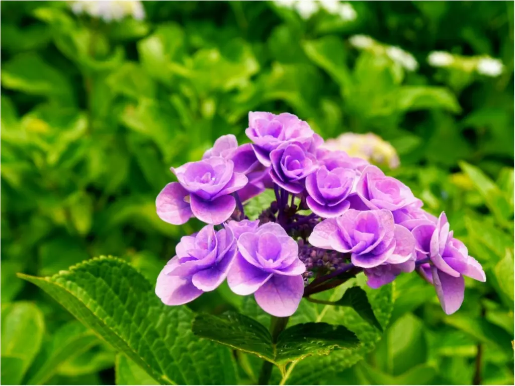 まだ間に合うかも!?【鎌倉】の “ 紫陽花 ” を観て、心をリフレッシュしてみてはいかがでしょうか?_4