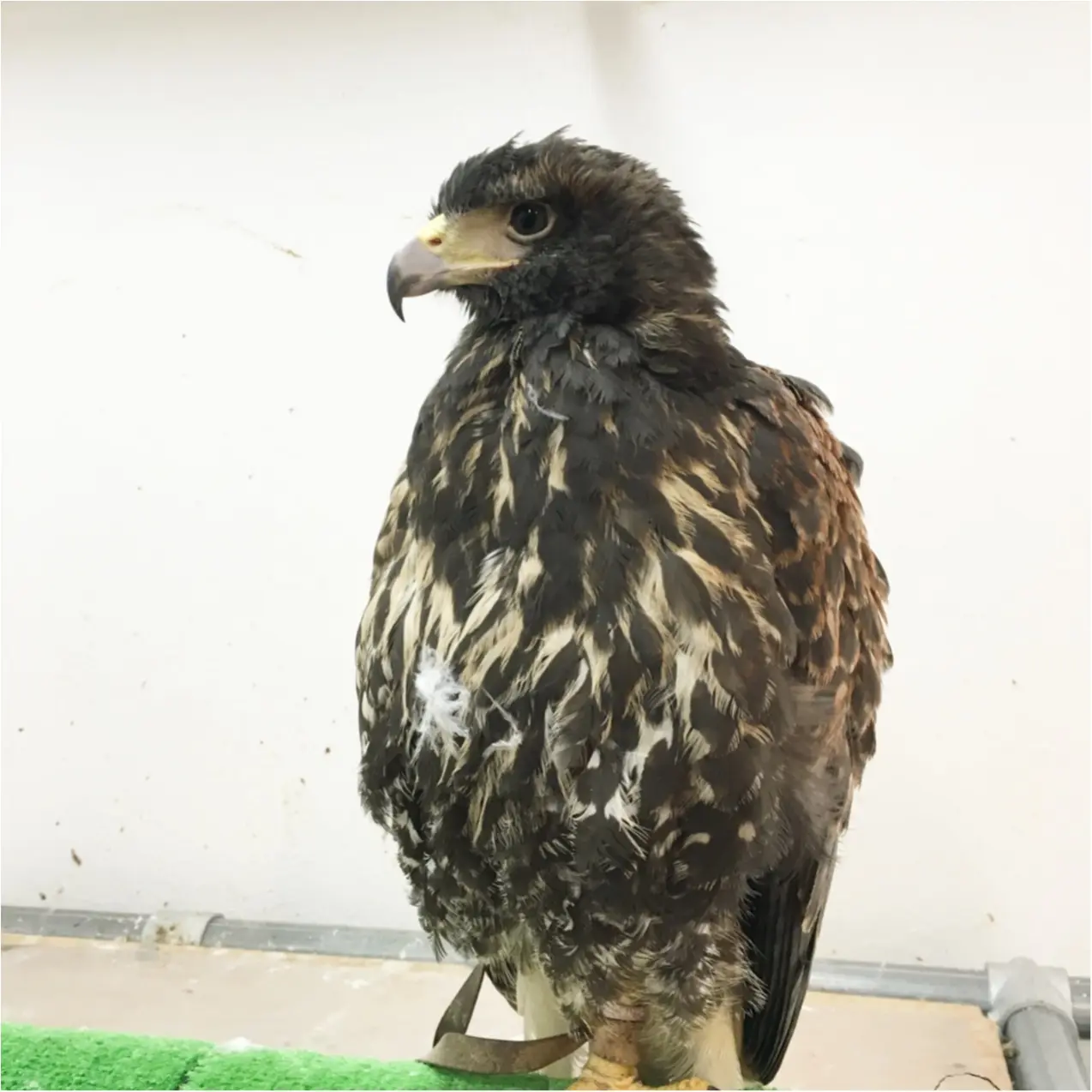 フクロウと触れ合える♡ 癒しのフクロウカフェが大人気!_6