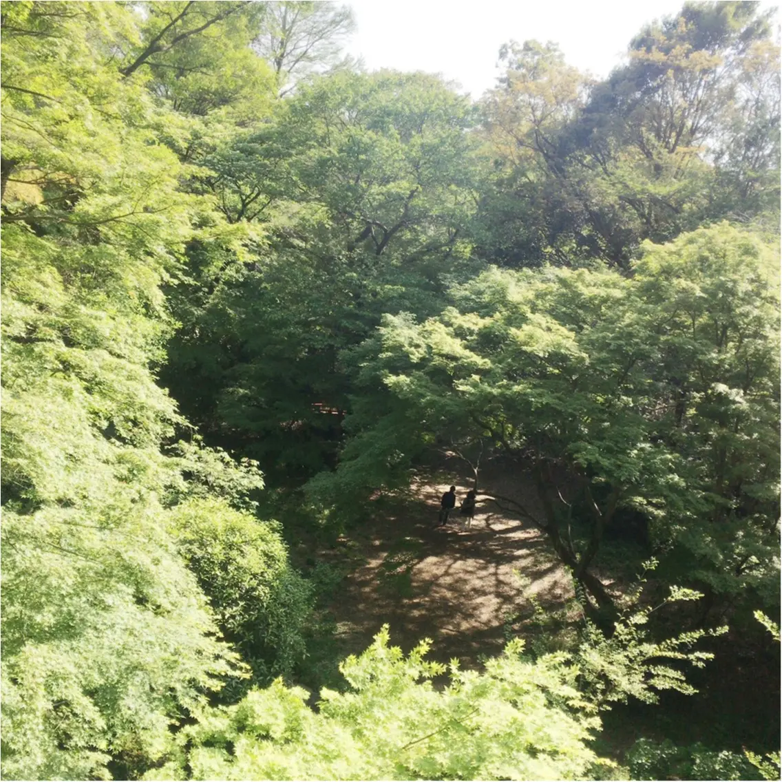 都内で大自然を楽しめる場所見つけた♡_4
