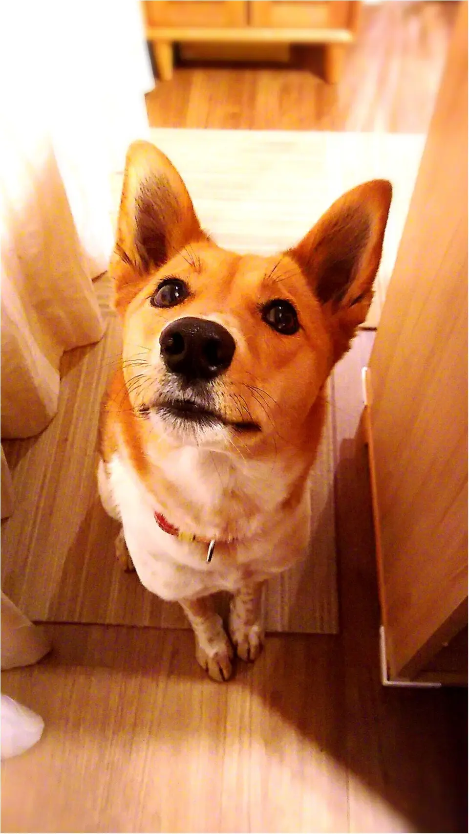 【今日のわんこ】くーださーいな♡ おねだり上手なこだまちゃん_1