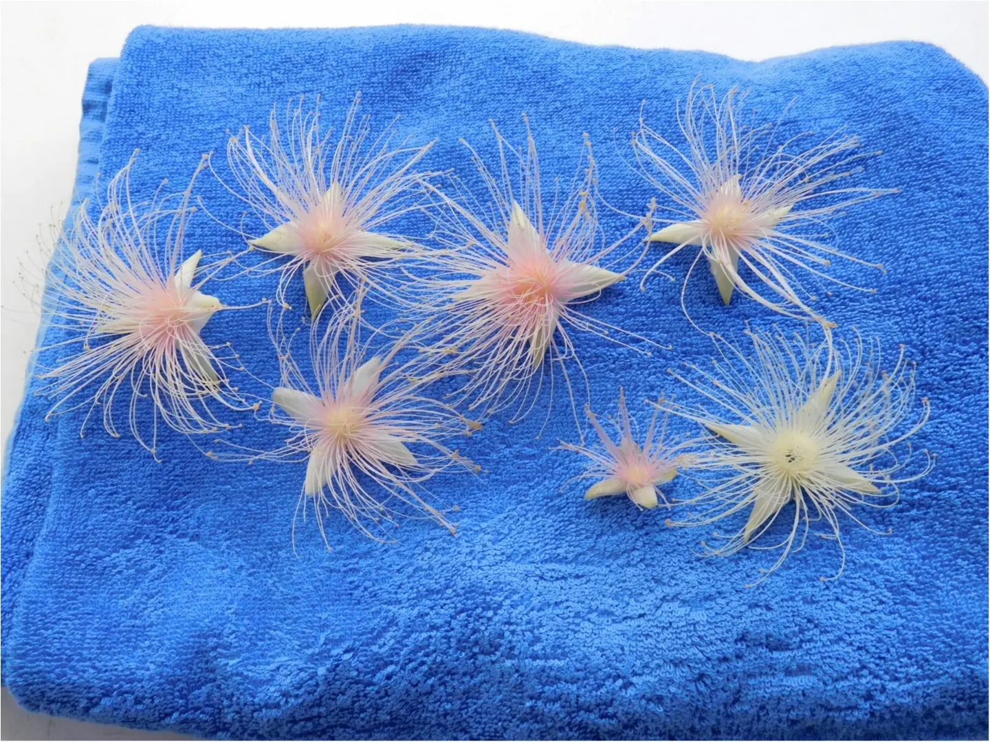 季節限定!!一夜しか咲かない幻の花!!サガリバナがとーっても幻想的♡479ぱるるん_4