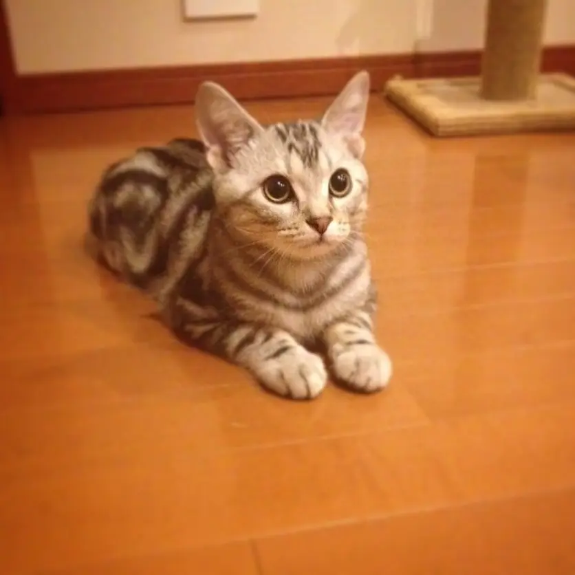 本日のにゃんこ アランくん アメリカンショートヘア_1