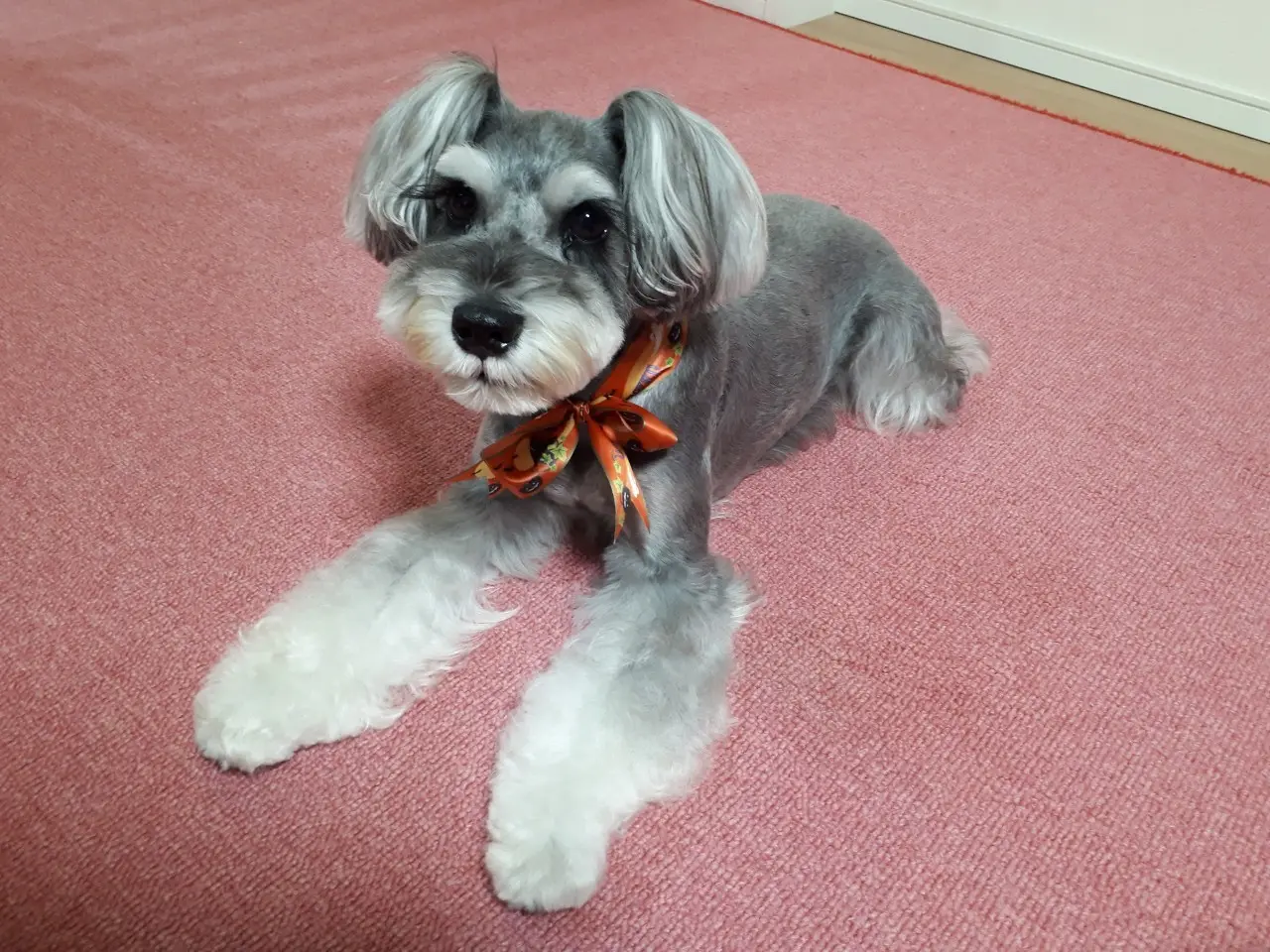 首元にリボンをつけて、おめかしをした犬・サクラちゃん