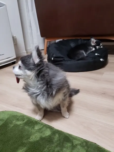 【今日のわんこ】べろーんな舌が愛くるしいろろんちゃん_1