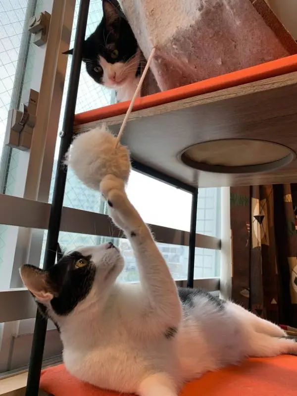 キャットタワーの上下で遊ぶ猫・ベルくんとラビくん