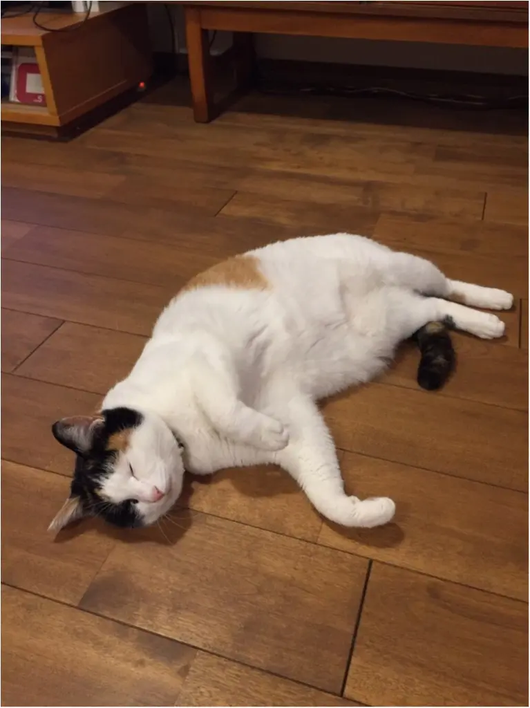 【今日のにゃんこ】どんな夢みてるの? 不思議ポーズで寝ているちよちゃん_1
