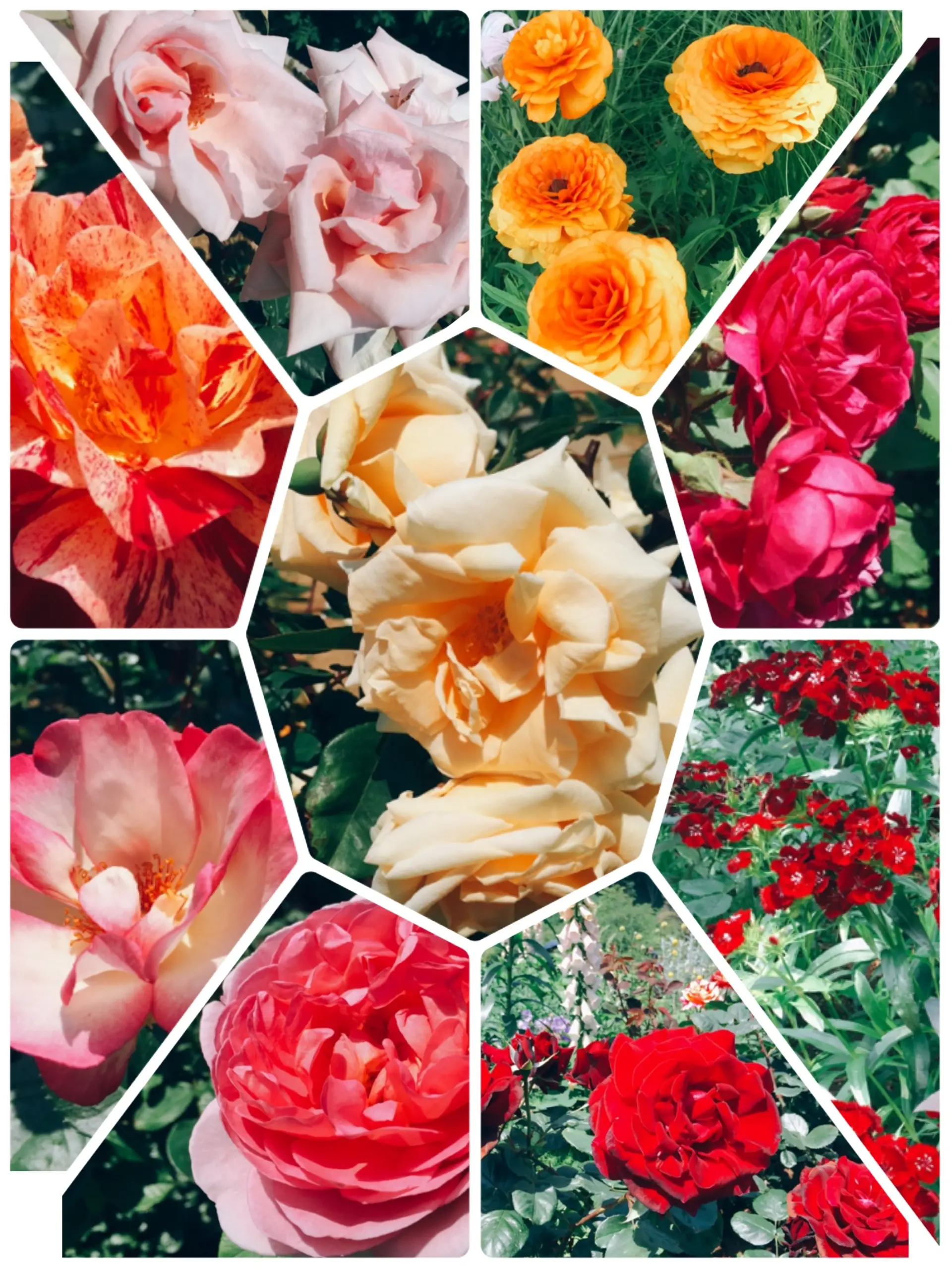 【お出掛けスポットin熱海】今が見頃のローズガーデン!薔薇のトンネルにうっとり…♡_9